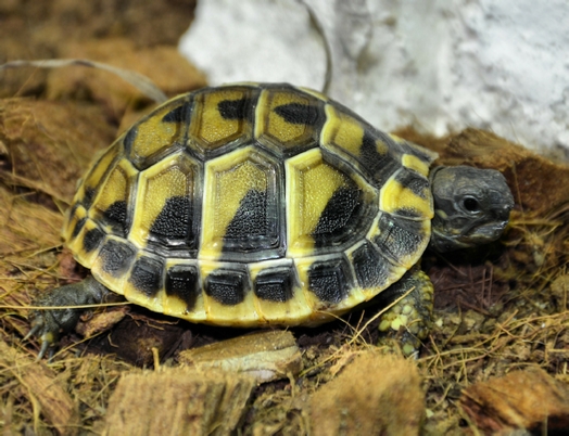 Hermanni Boetgeri