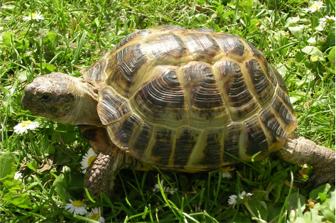 Agrionemys Horsfieldi