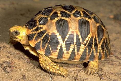Geochelone Platynota