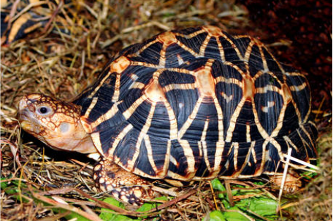 Geochelone Elegans