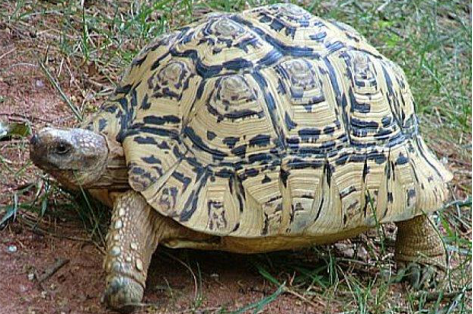 Stigmochelys Pardalis