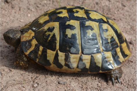 Testudo Hermanni