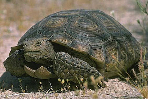 Gopherus Agassizii 