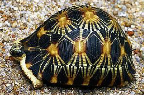 Astrochelys Radiata