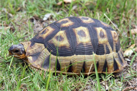 Chersina Angulata