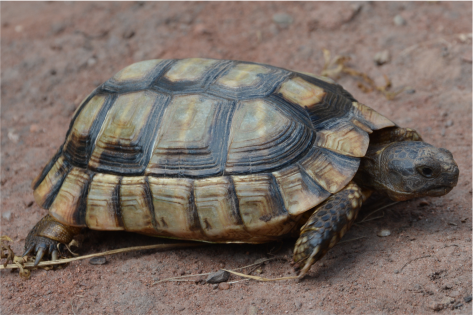 Testudo Marginata