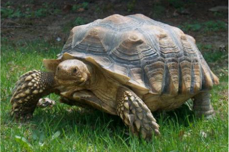 Centrochelys Sulcata