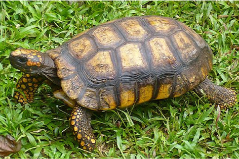 Chelonoidis Denticulata