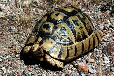 Testudo Graeca